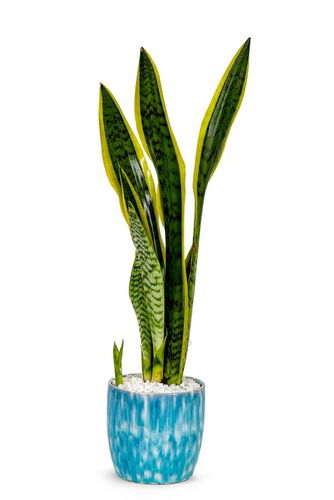 Sansevieria - Snake Plant in a Designer Ceramic Pot